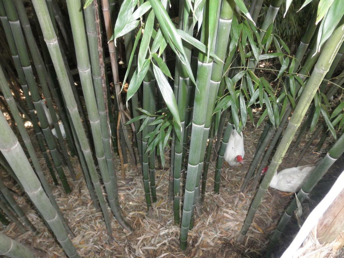 피게이로 두스 비뉴스 Casa Velha 빌라 외부 사진